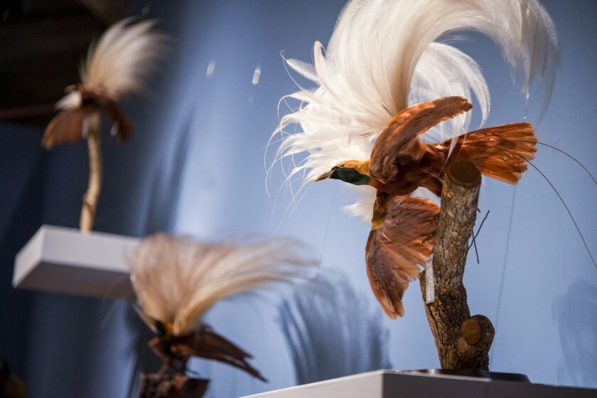 ジュエリーから自然標本まで、博物館で出会う「鳥」の魅力｜インターメディアテク開館十周年記念特別展示『極楽鳥』