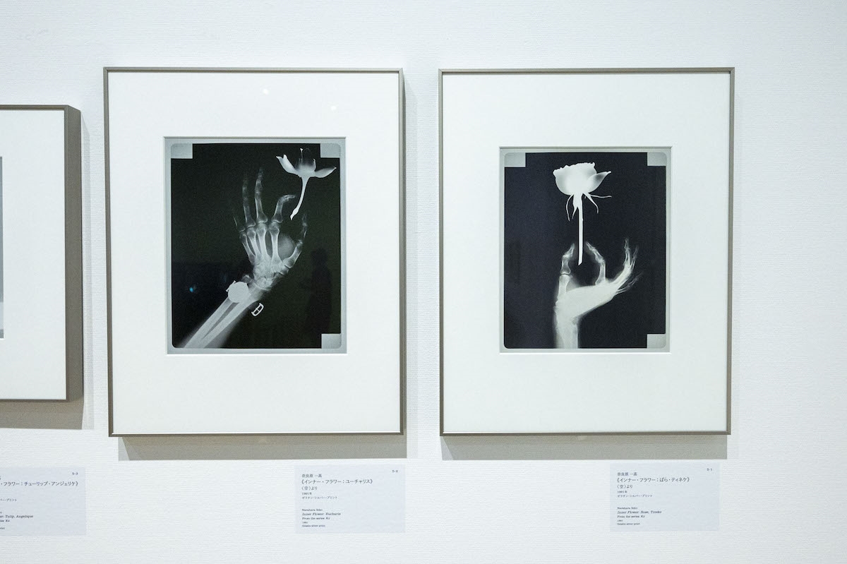左から 《インナー・フラワー：ユーチャリス》、《インナー・フラワー：ばら・ティネケ》<空>より 奈良原一高 1991年 東京都写真美術館蔵（写真撮影：ぷらいまり）